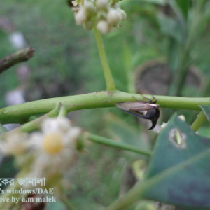 আমড়ার হুটেড হোপার পোকা